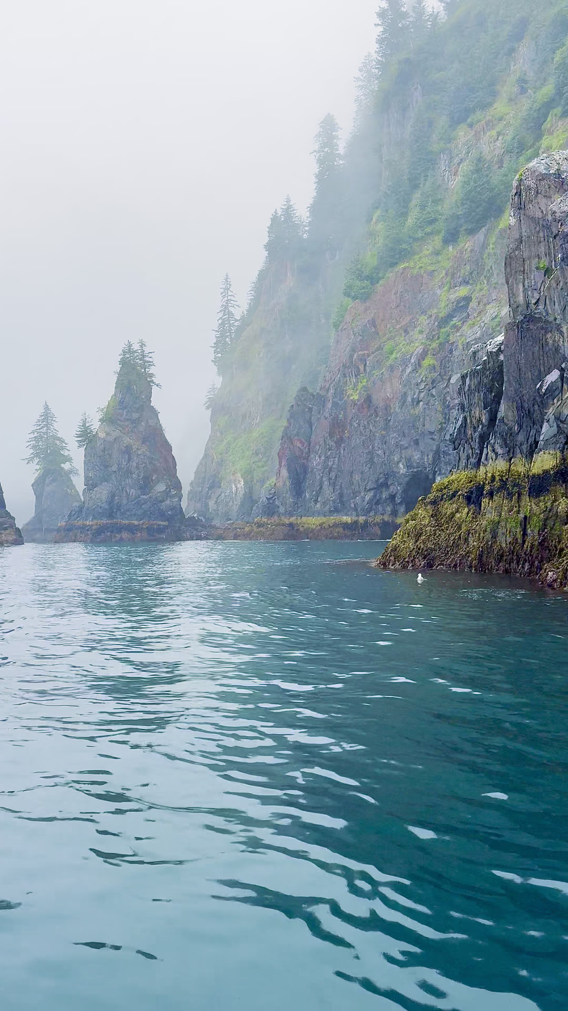 A misty Alaska cove surrounded by forested cliffs