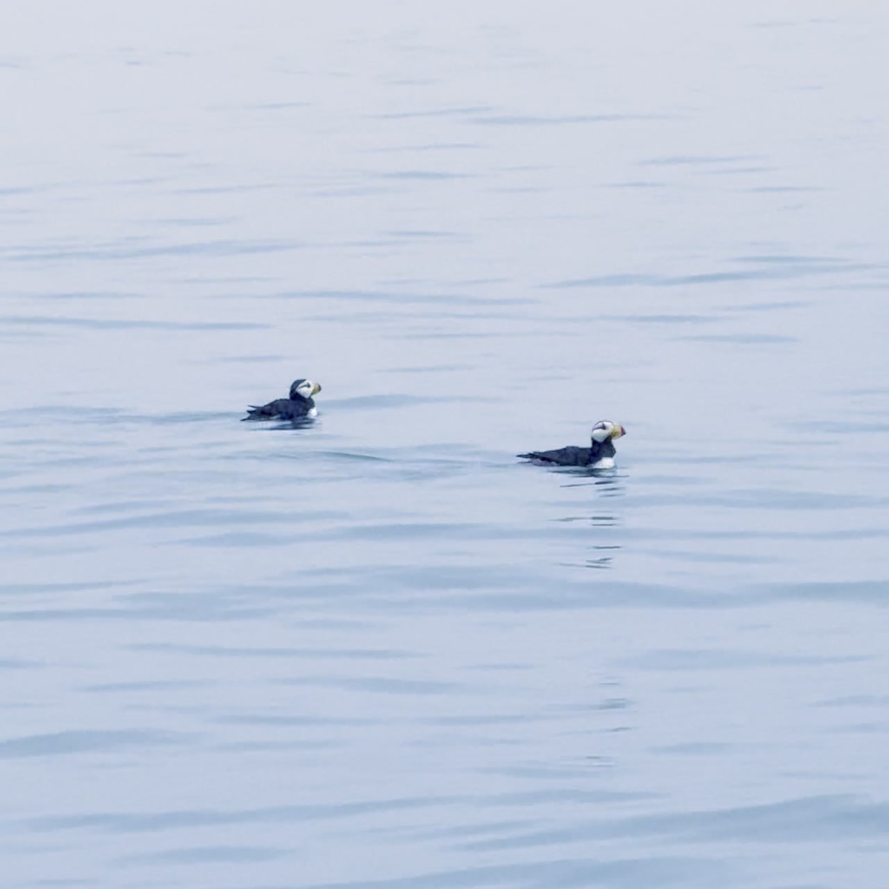 Two puffins swimming on calm Alaska water